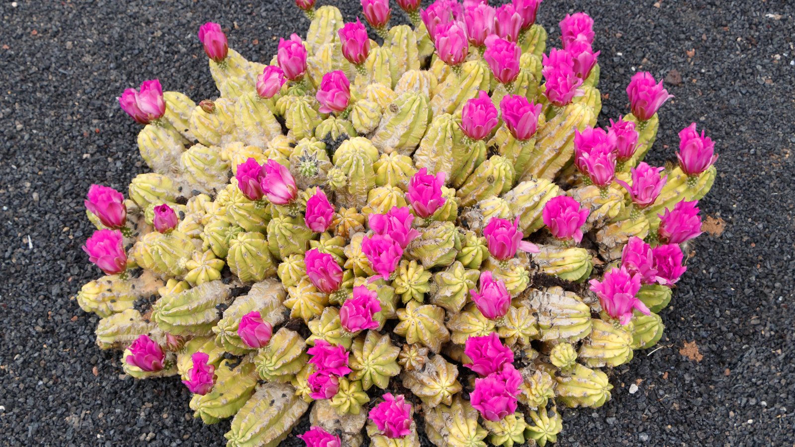 Ribbed cactus growing among stones