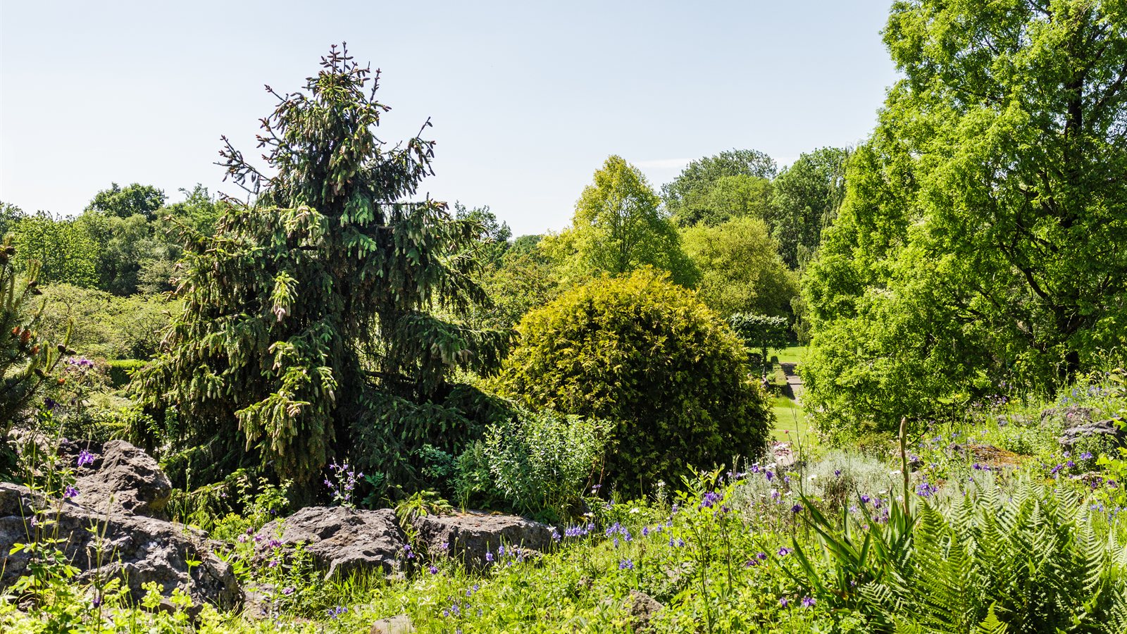 Mixed rock garden planting with conifers and perennials
