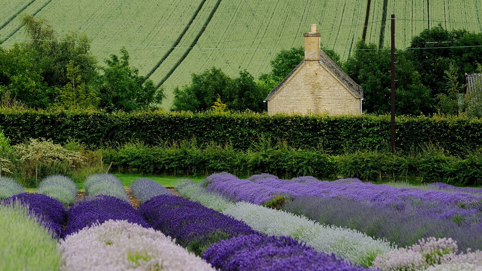 Rows of flowering lavender in summer sun