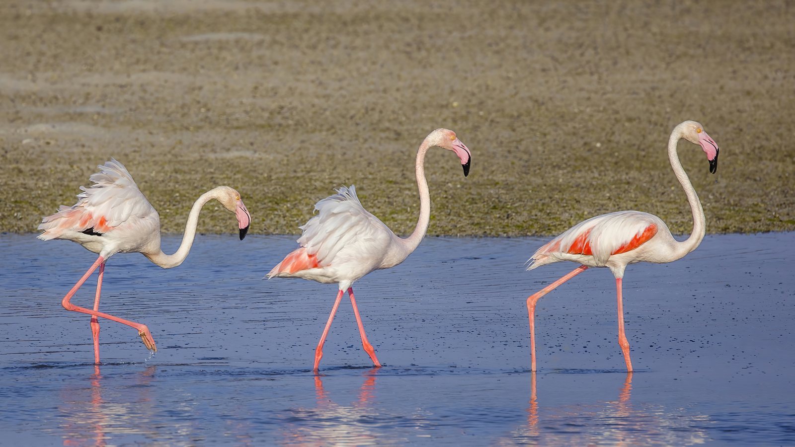 Greater flamingos wading in shallow lagoon water