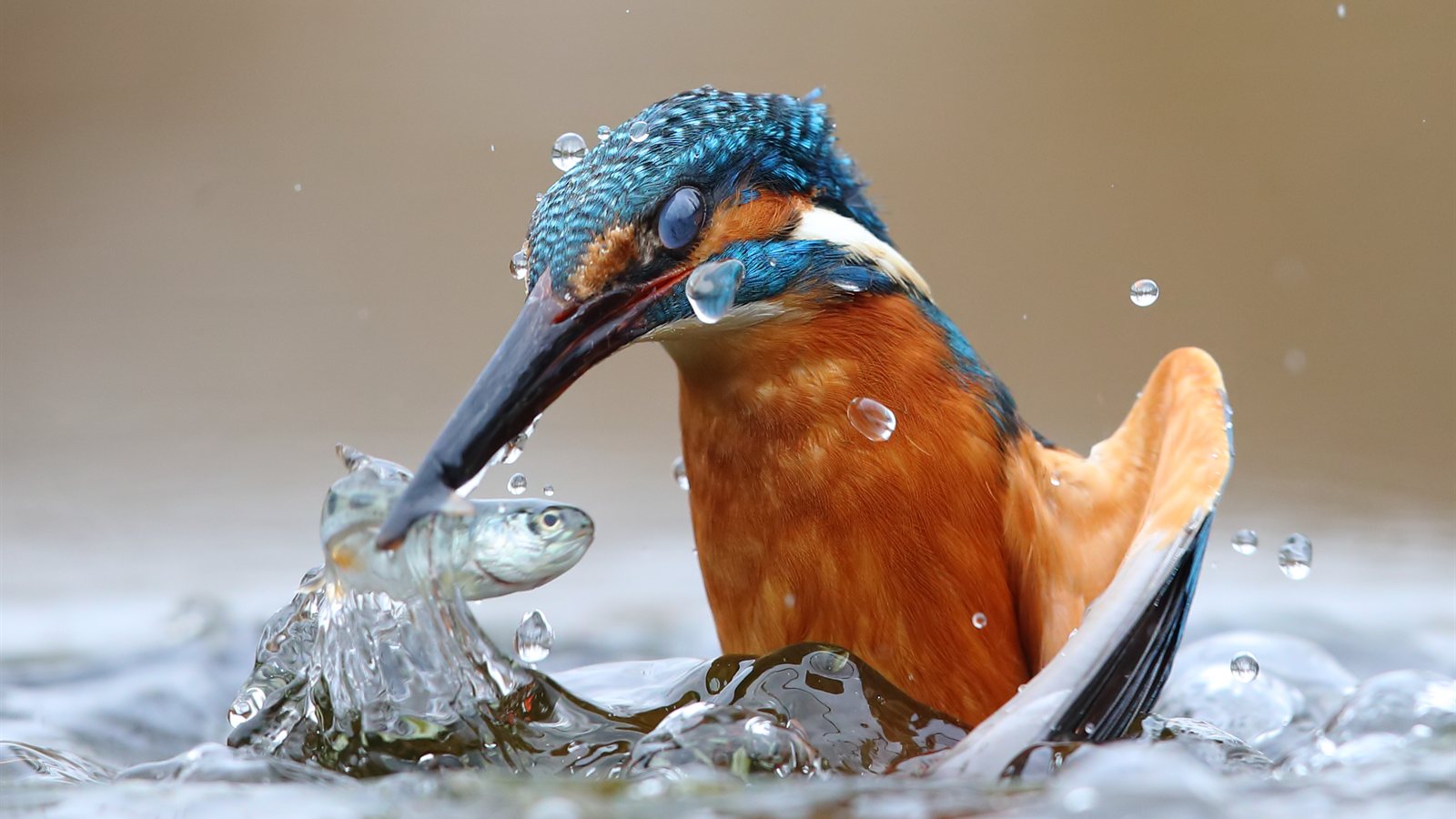 Kingfisher perched above a delta channel