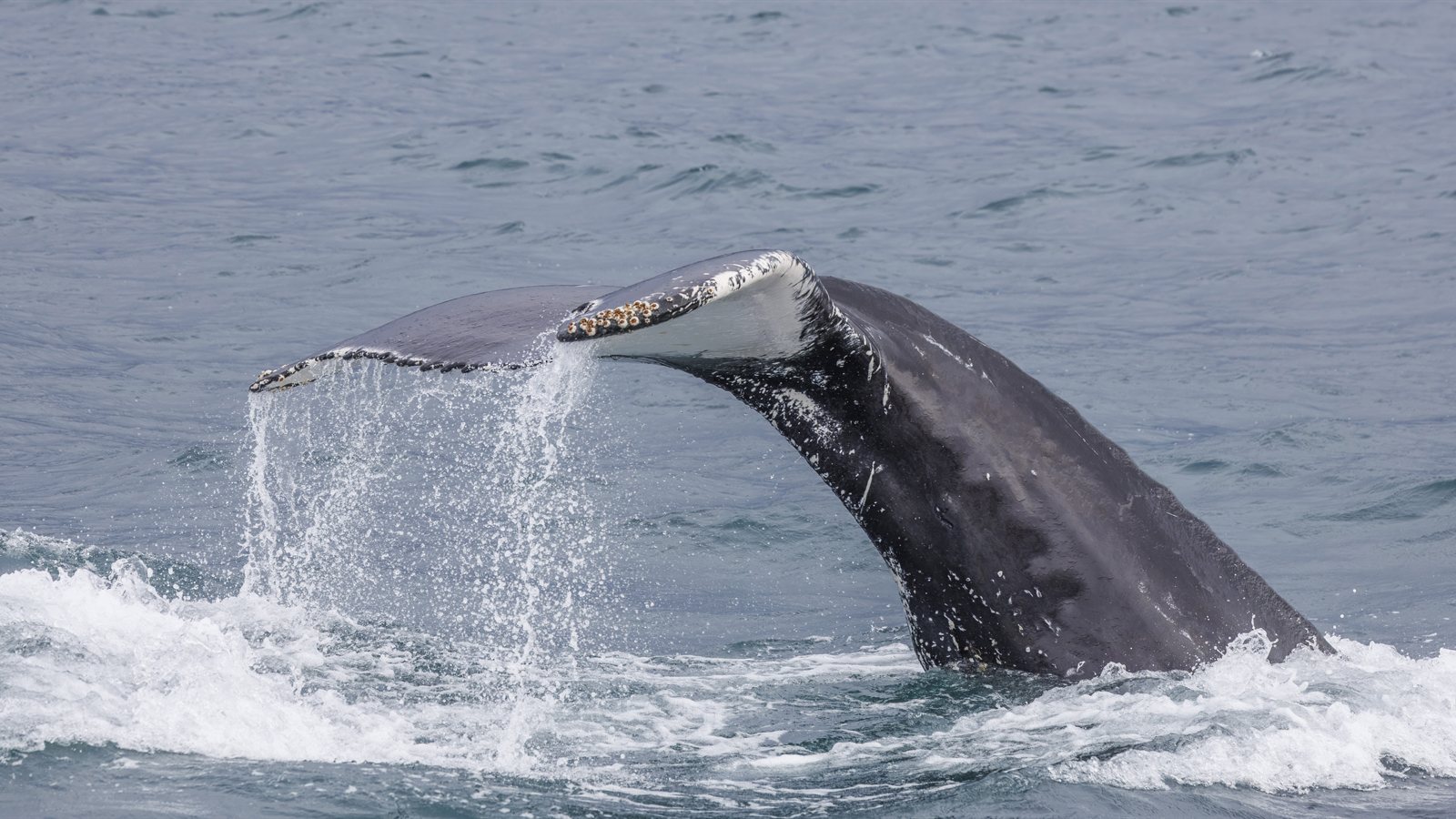Whale diving beneath the surface of cold northern water