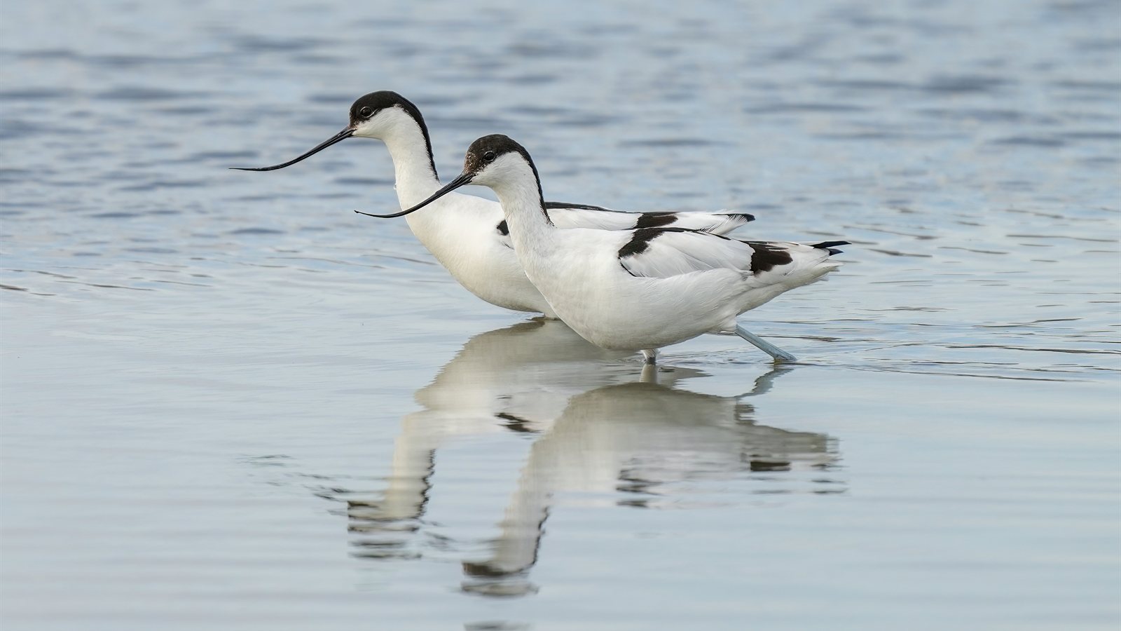 Pied avocet feeding in shallow brackish water