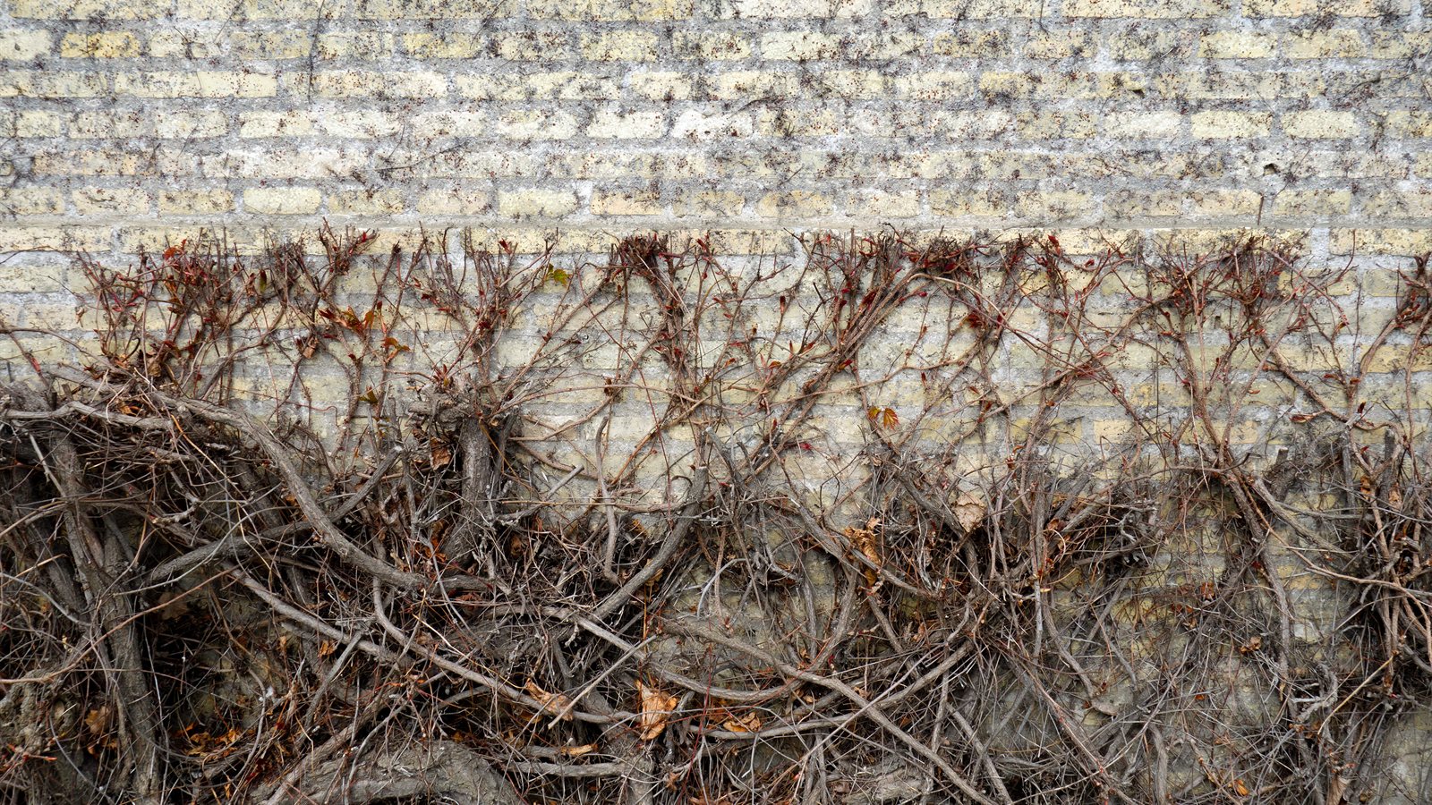 Climbing ivy covering a brick building wall