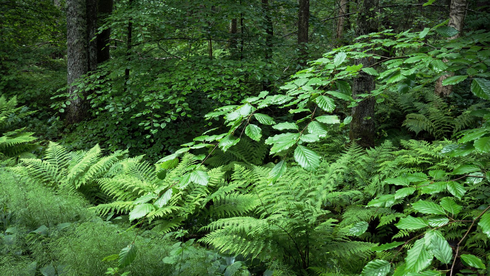 Ferns growing densely beneath beech trees
