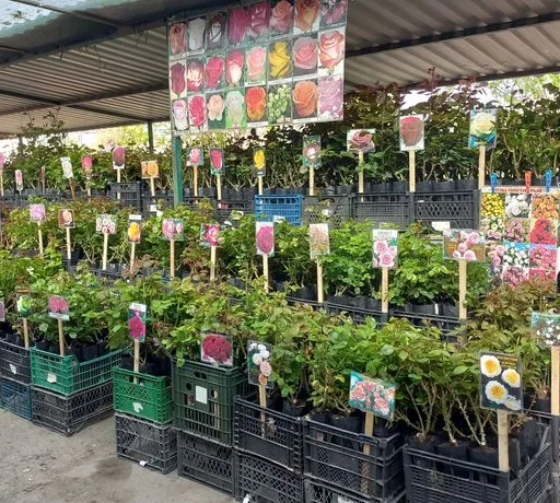 Plants arranged on a terrace and indoor corners