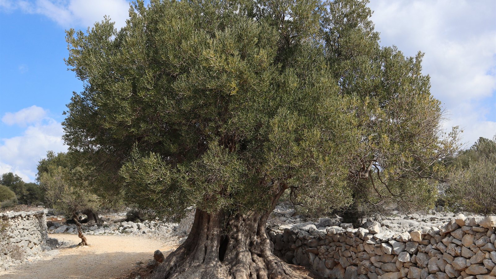 Ancient olive tree with a heavily gnarled trunk