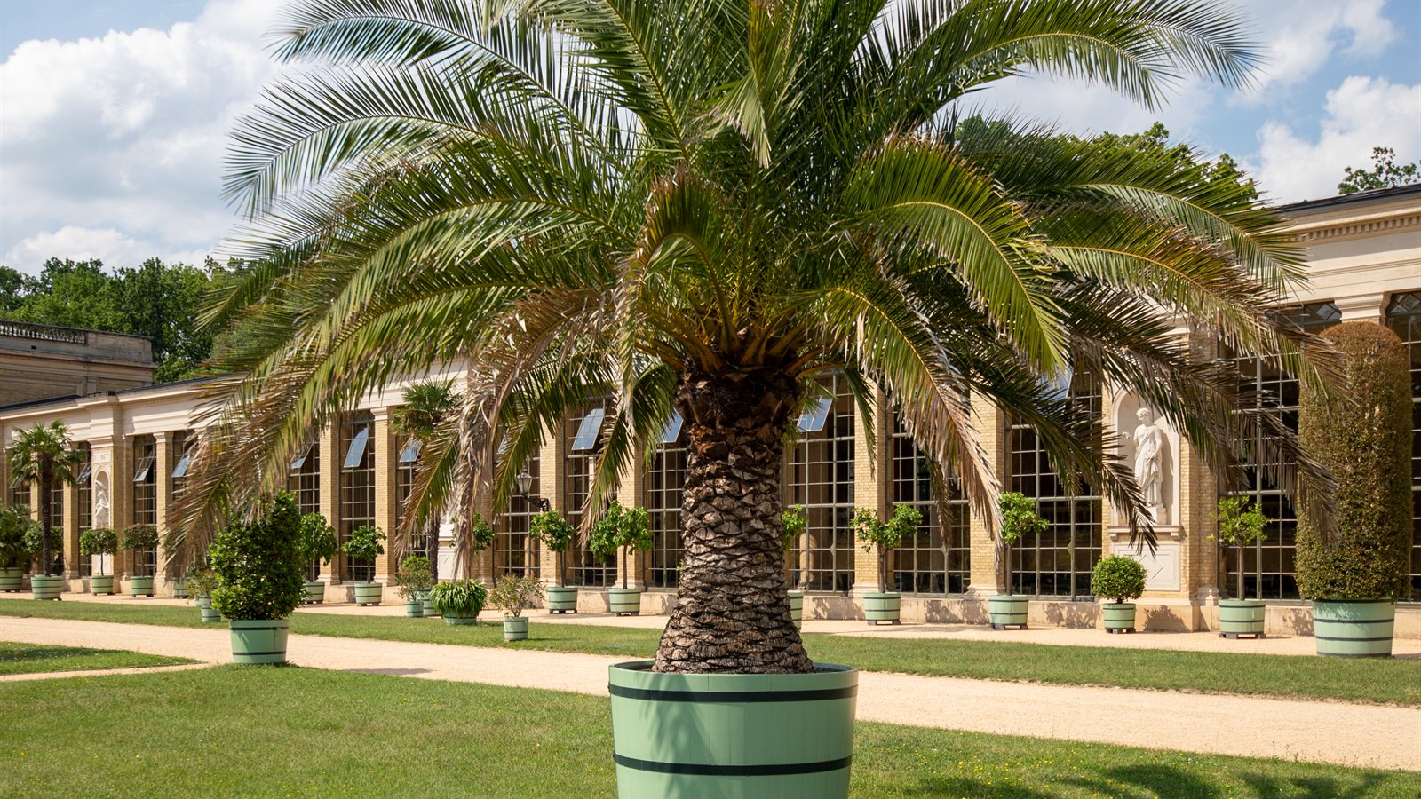Large potted trees arranged in an orangery