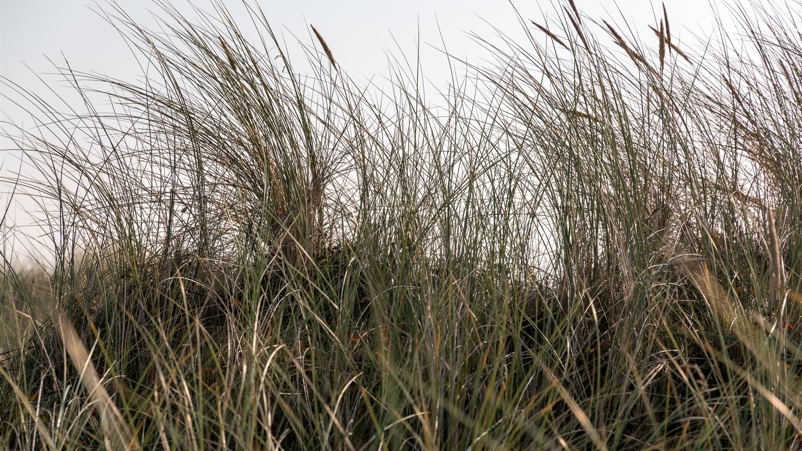 Marram grass on a dune ridge against a pale sky