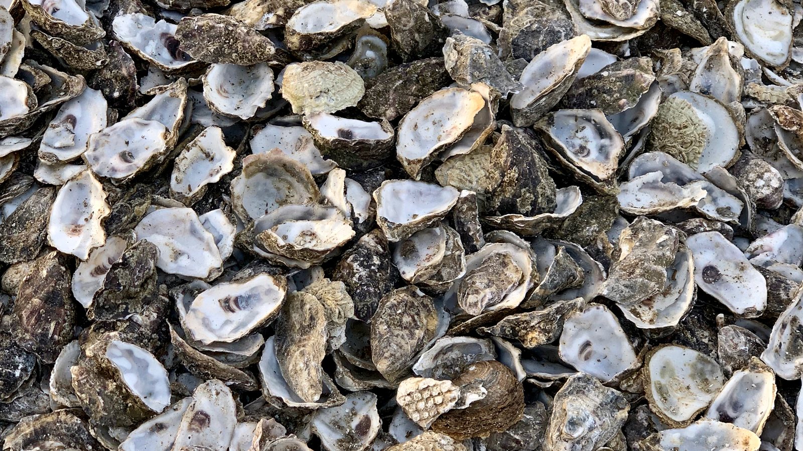Empty oyster shells piled on a shingle beach