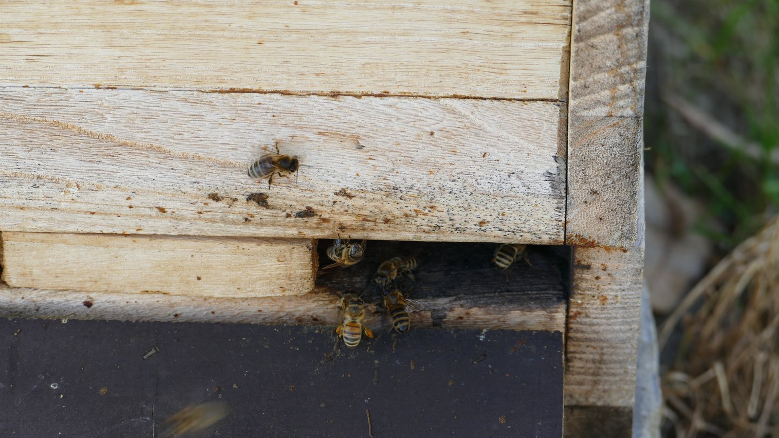 Row of wooden hives at the edge of a meadow