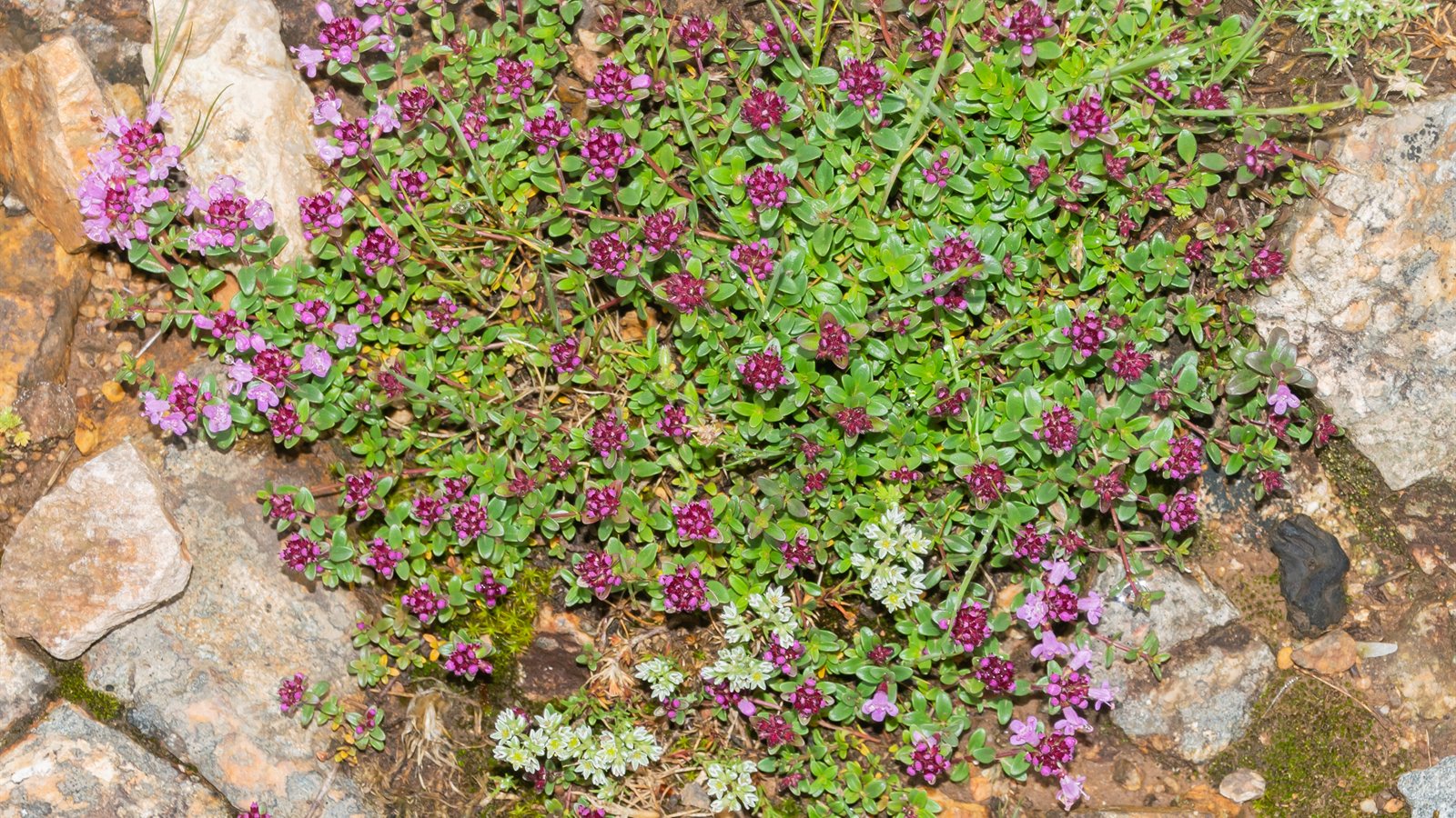Wild thyme flowering across stony ground