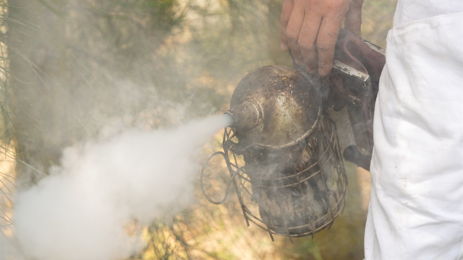 Beekeeper preparing a smoker before an inspection