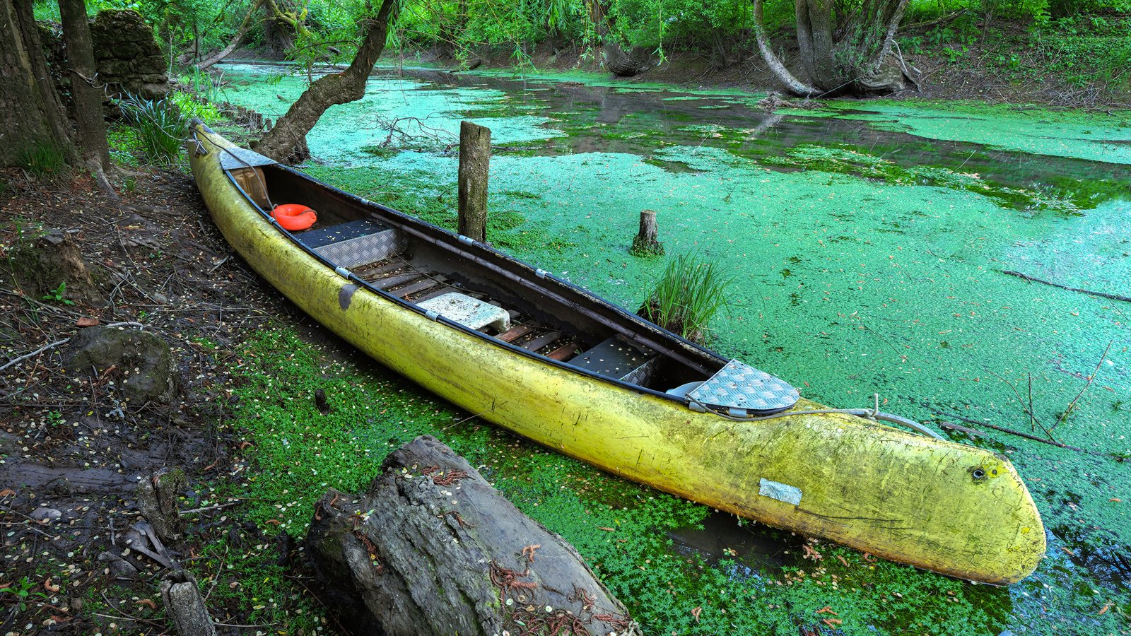 Wooden canoe resting on the bank of a green, still side channel