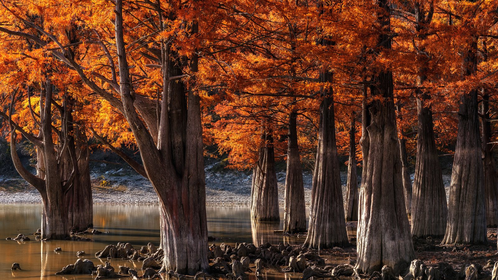 Swamp cypresses in autumn colour standing in still water