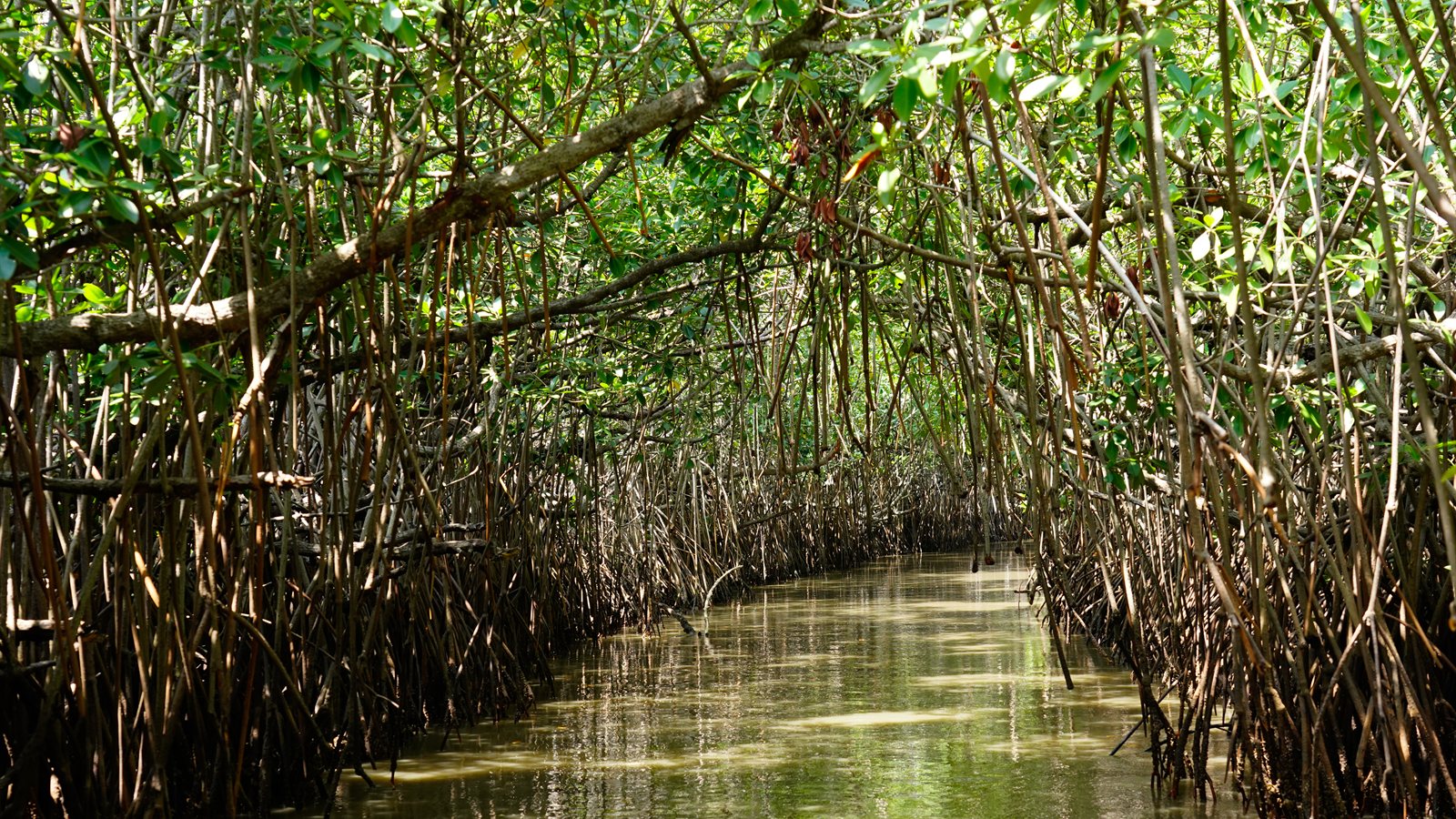 Narrow channel winding through a dense mangrove tunnel