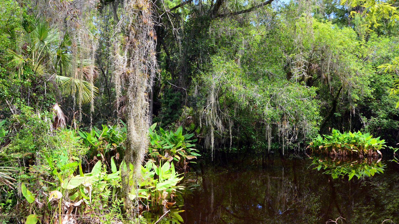 Boardwalk winding through a dense cypress swamp