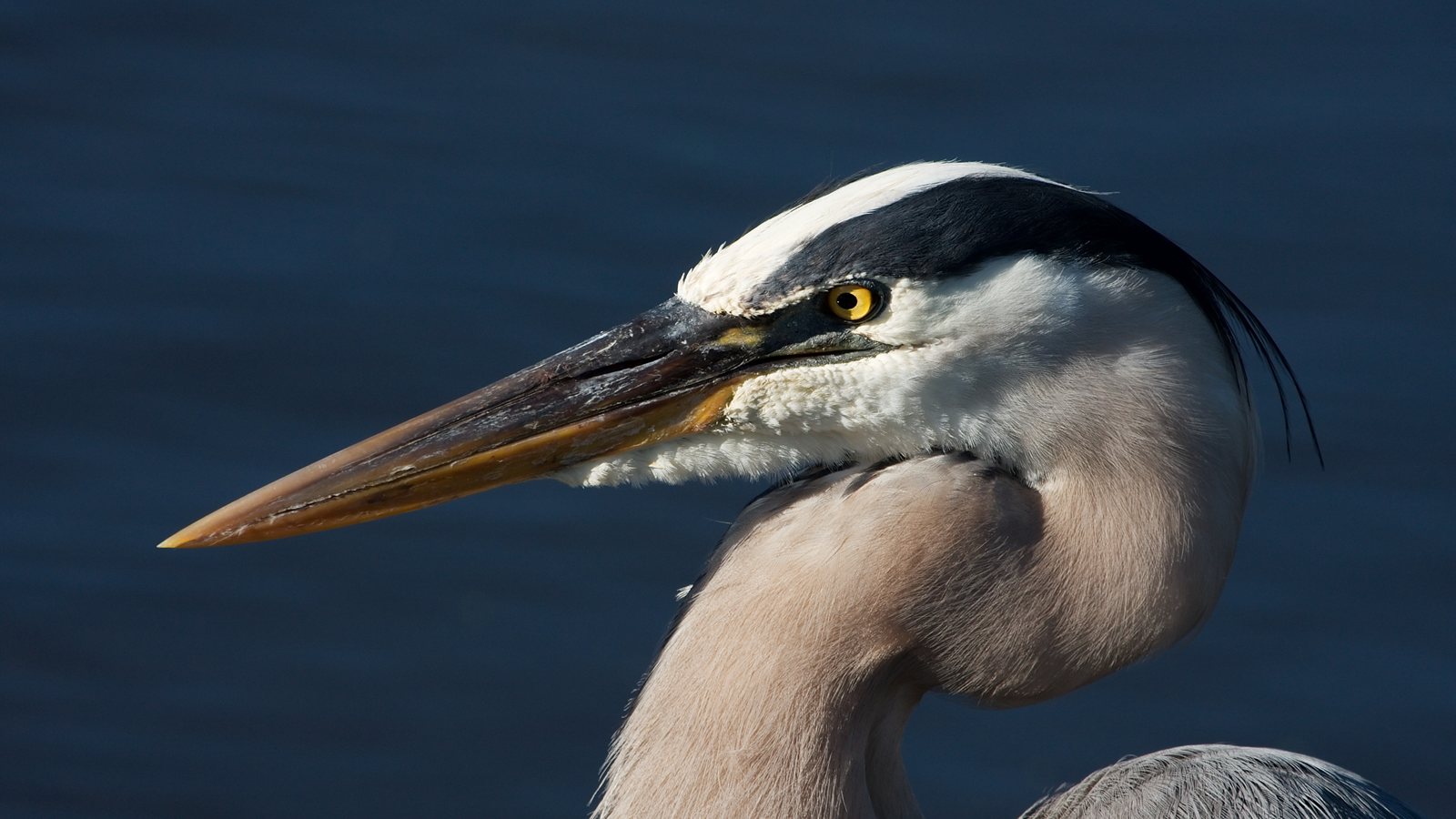 Close-up of a heron watching the water surface