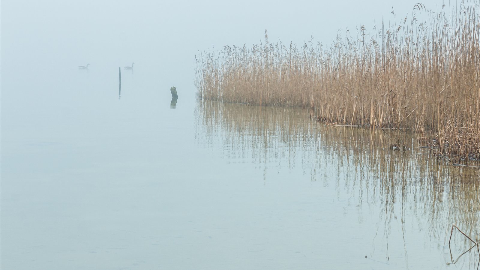 Reeds fading into fog at the edge of open water