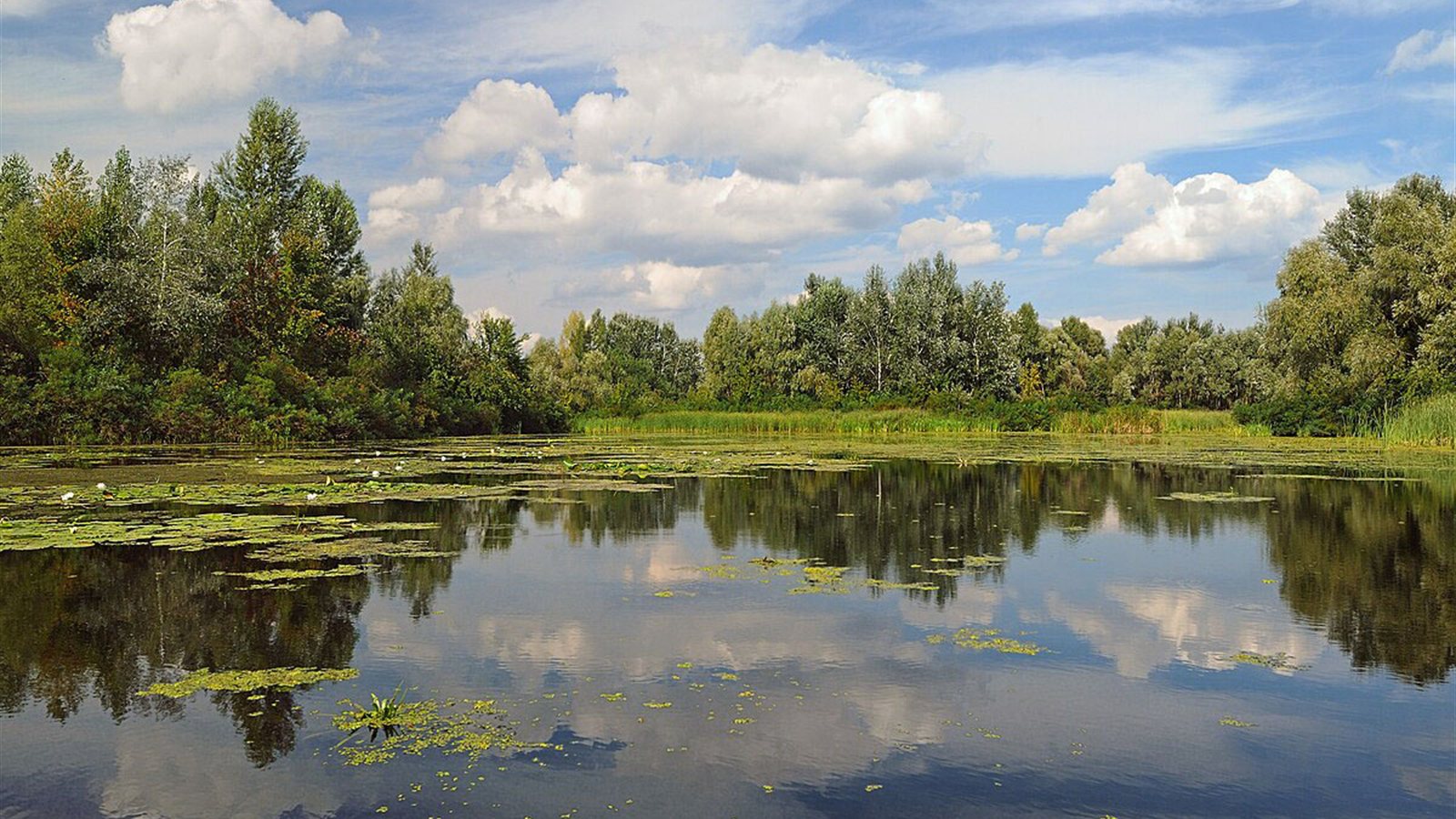 Still river channel with lily pads and wooded island
