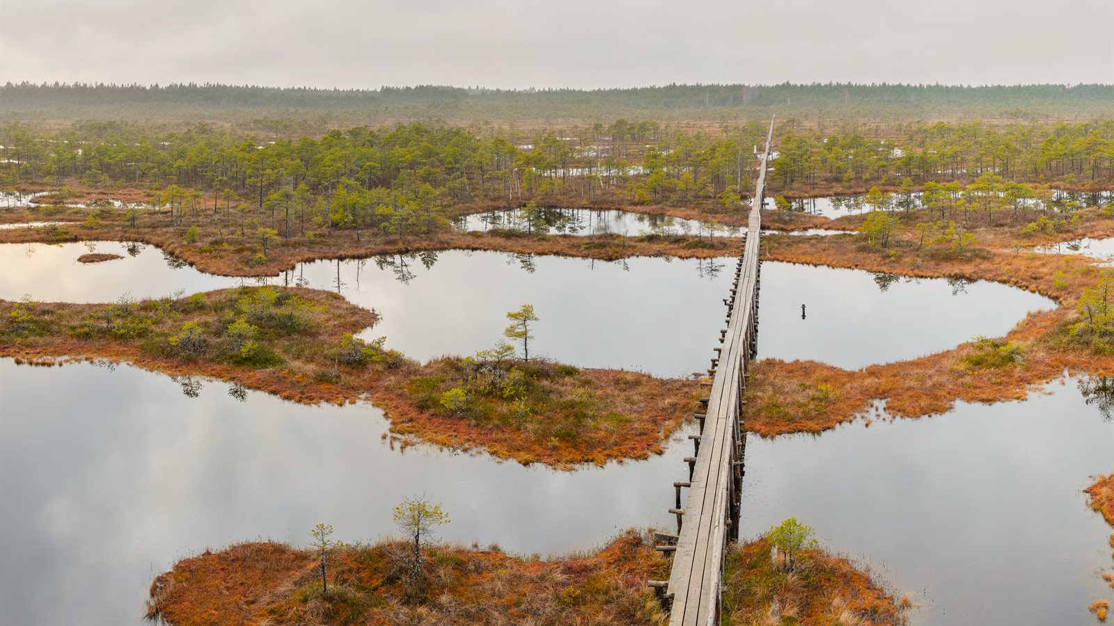 Aerial view of a long boardwalk crossing a pool-covered raised bog