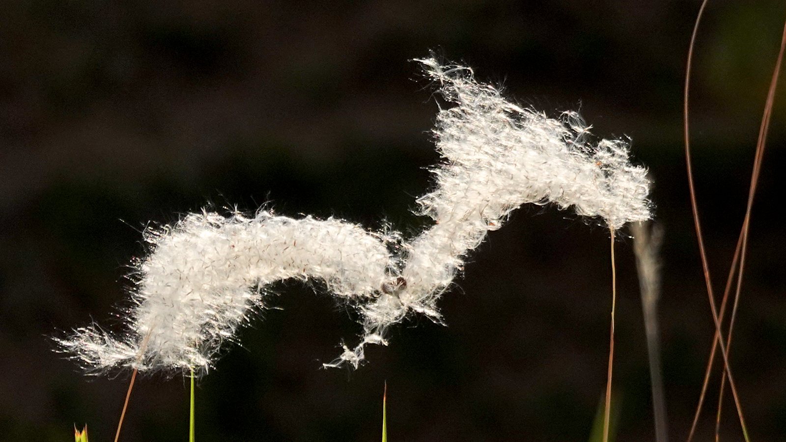 Cotton grass heads catching the light on open moorland