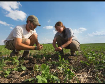 Organic produce crates and field management area showing efficient agricultural workflow