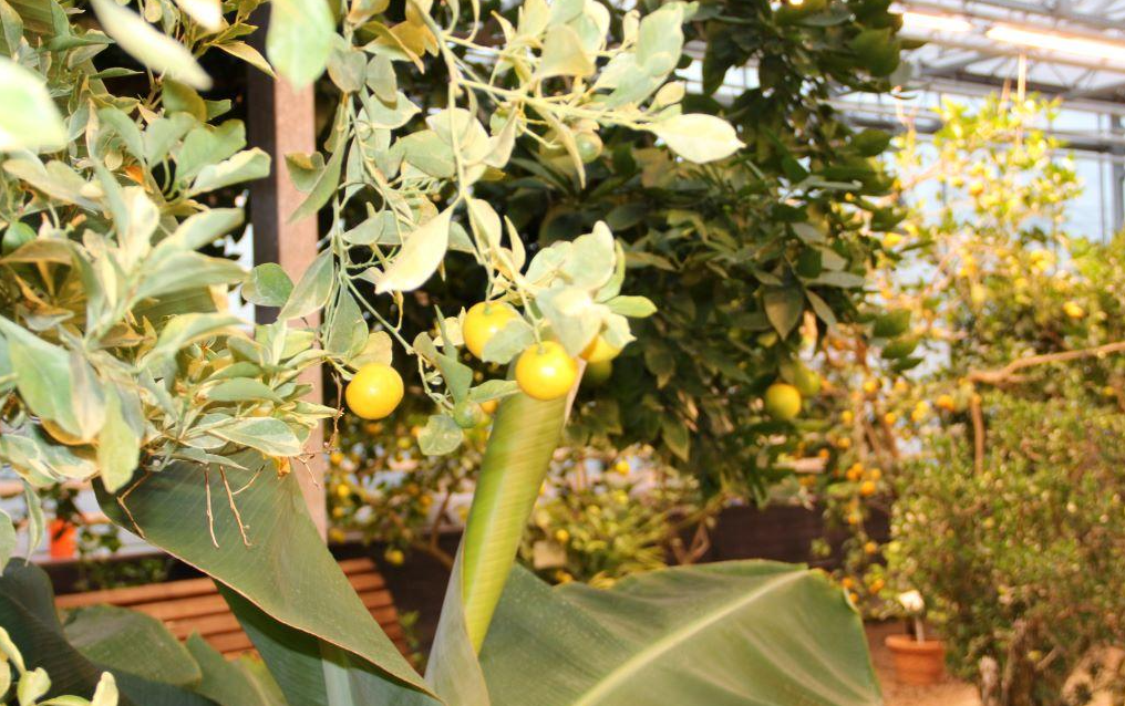 Guests learning about citrus varieties in a French estate garden