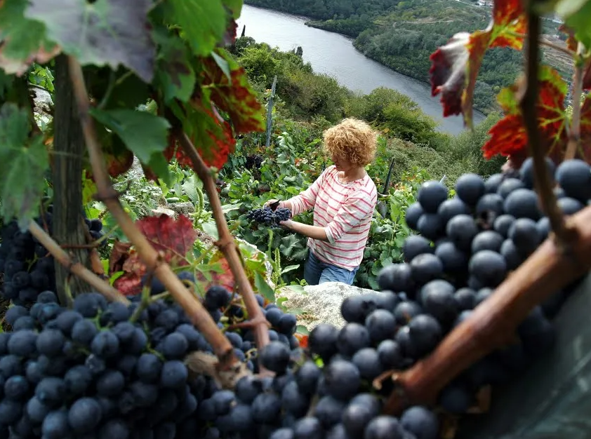 Organic grape rows and countryside path