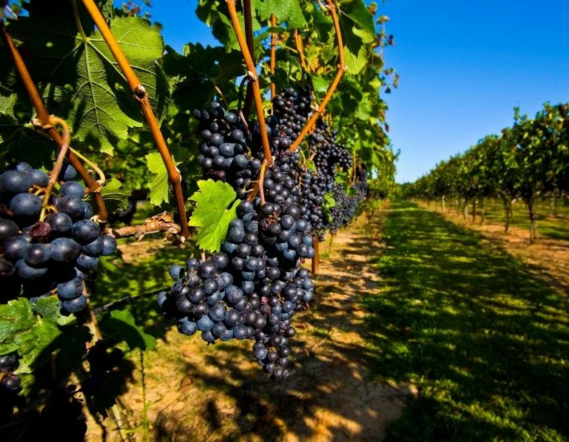 Guest wine tasting and agritourism service setting