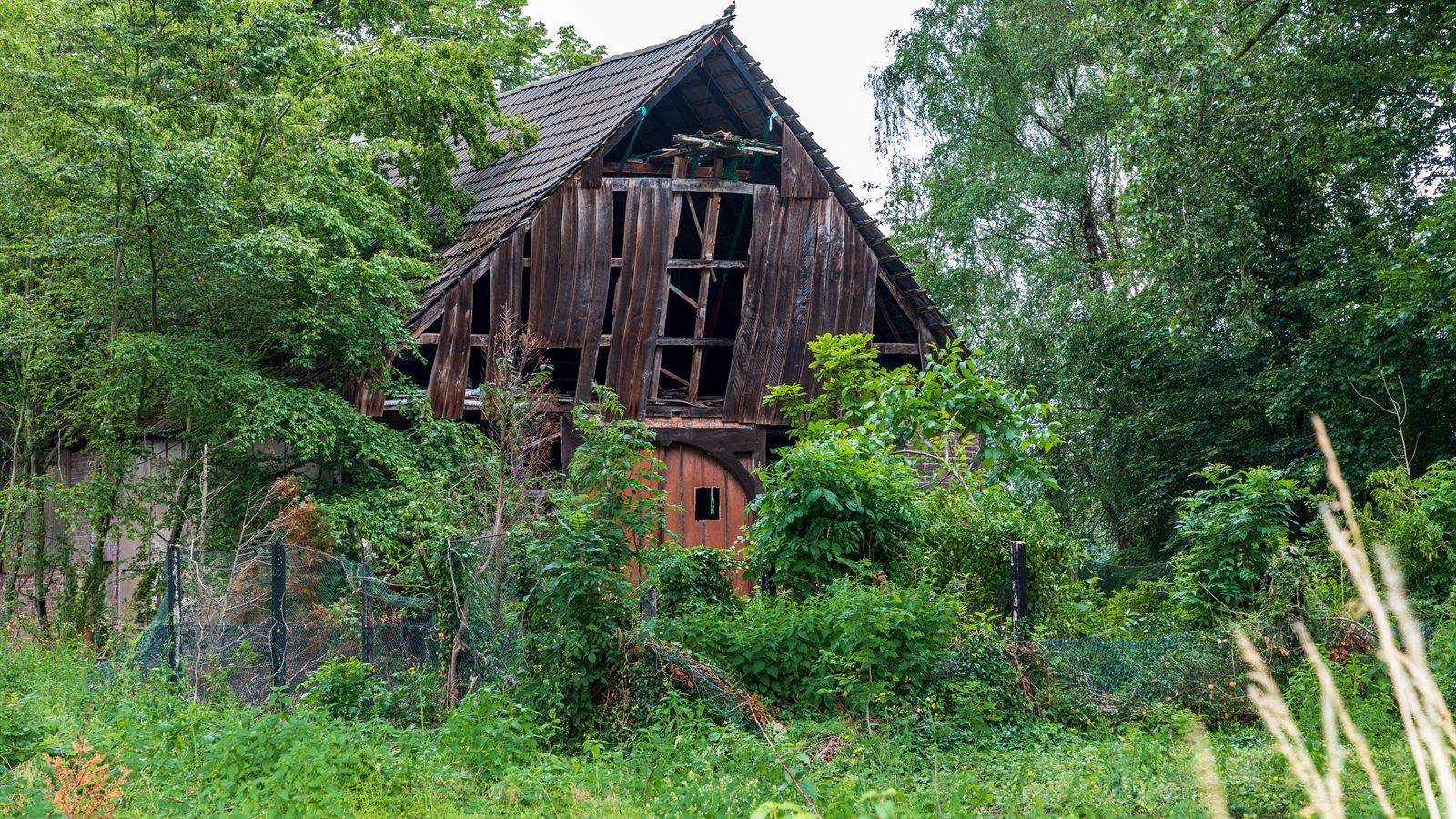 Old timber-framed barn overgrown with vegetation