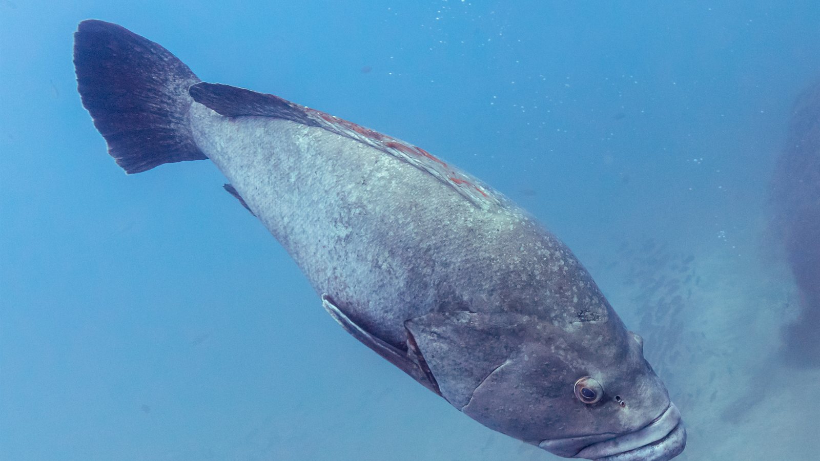 Large grouper swimming close to the camera in blue water