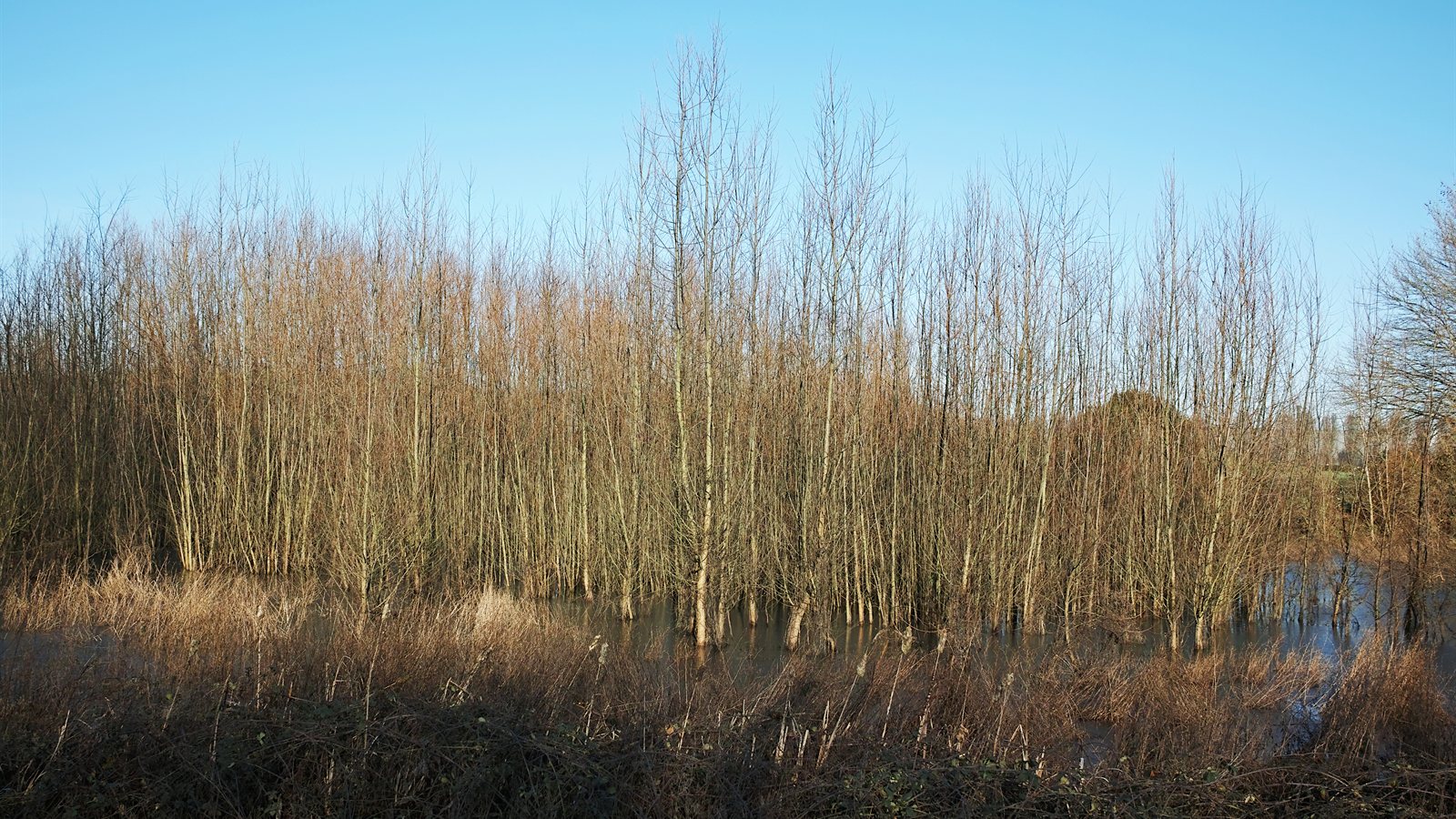 Reedy wetland basin with open water and low banks